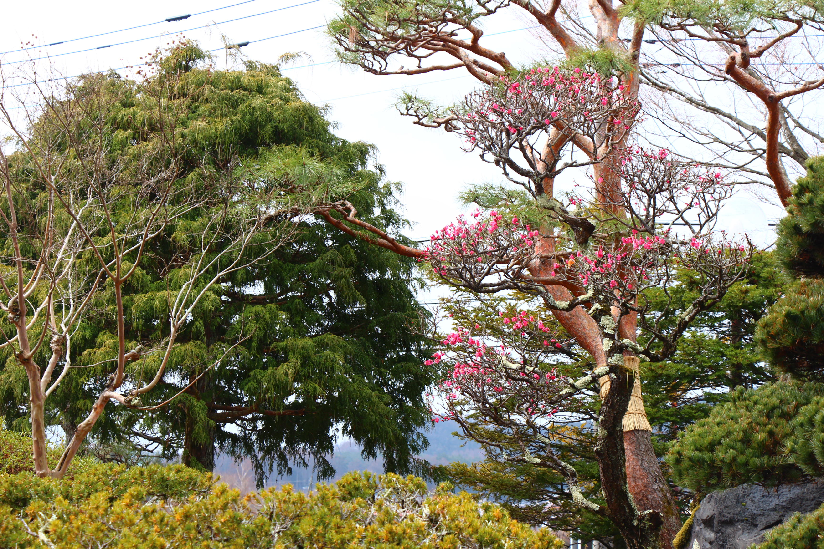 2026年庭園の梅・桜開花情報№4｜新着情報｜富士山の見える温泉旅館